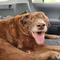 Animal Medical of Salado ico