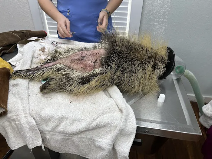 Animal Medical of Salado Picture 8