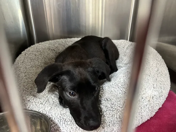 Animal Medical of Salado Picture 6