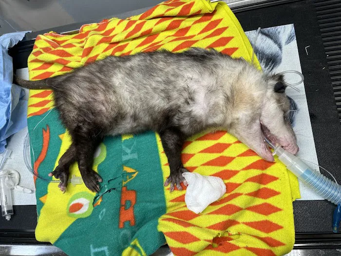 Animal Medical of Salado Picture 10