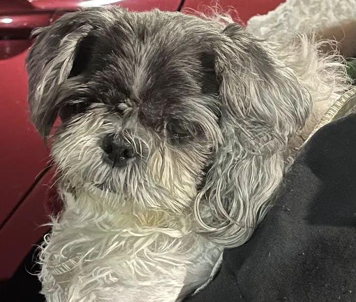Pet Medical Center Picture 4