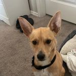 Jarrell Animal Hospital