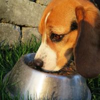 Aztec Pet Hospital ico