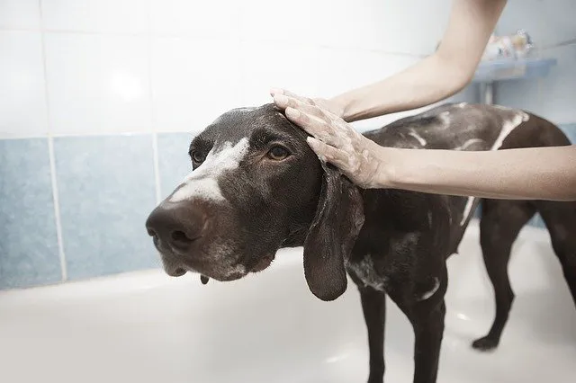 Aztec Pet Hospital Picture 3