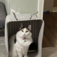 Carthage Veterinary Hospital ico