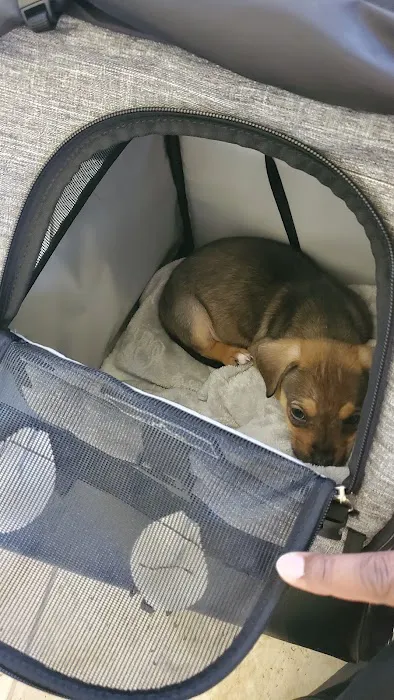 Companion Animal Medical Center Picture 1