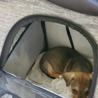 Companion Animal Medical Center ico