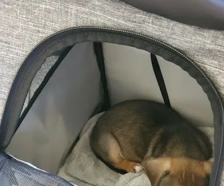 Companion Animal Medical Center