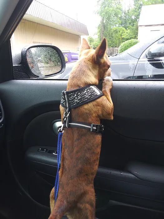 Companion Animal Medical Center Picture 6