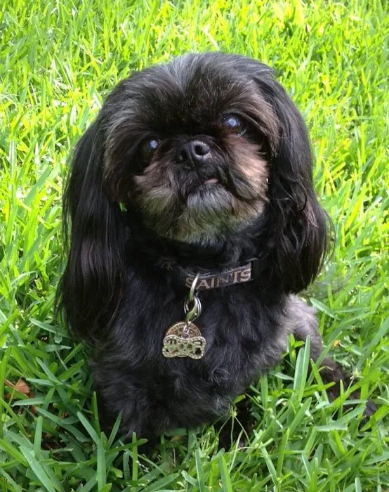 Companion Animal Medical Center Picture 8