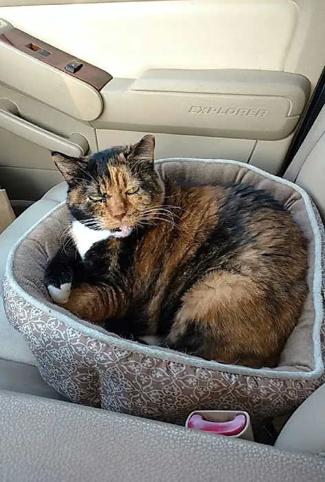 Companion Animal Medical Center Picture 7