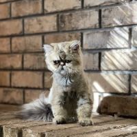 Cornerstone Veterinary Hospital ico