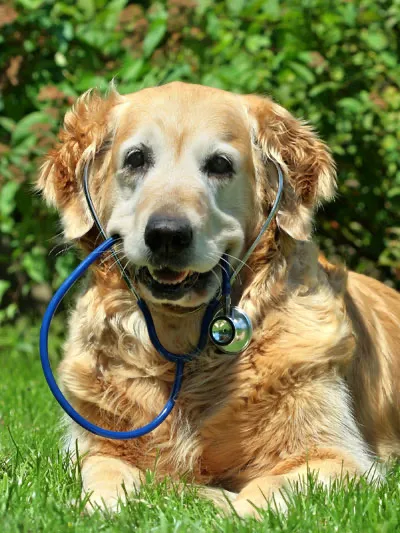 Cornerstone Veterinary Hospital Picture 7