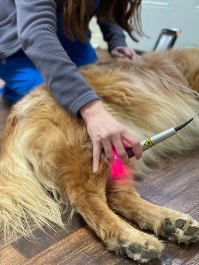 Cornerstone Veterinary Hospital Picture 9