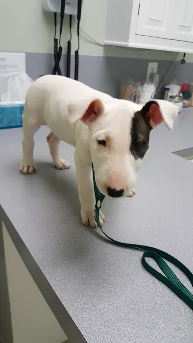 South Park Animal Hospital Picture 4