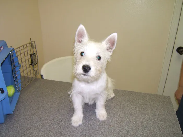 South Park Animal Hospital Picture 7