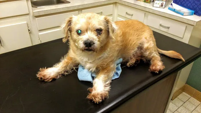 Vetco Total Care - Caddo Animal Clinic Picture 1