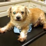 Vetco Total Care - Caddo Animal Clinic