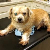 Vetco Total Care - Caddo Animal Clinic ico