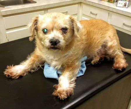Vetco Total Care - Caddo Animal Clinic