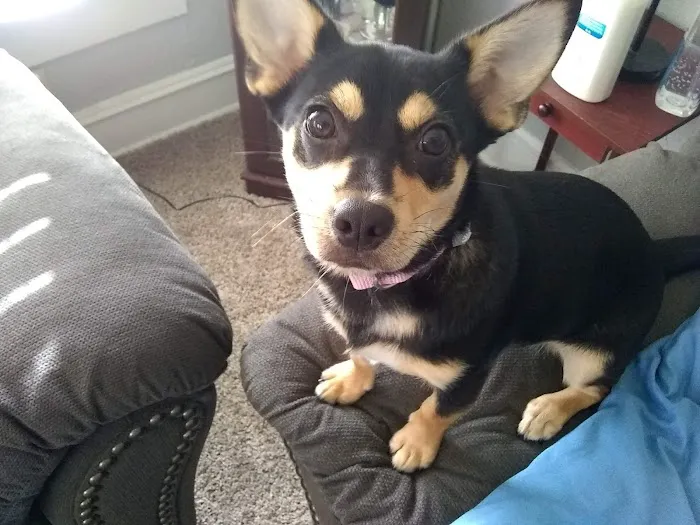 Vetco Total Care - Caddo Animal Clinic Picture 4