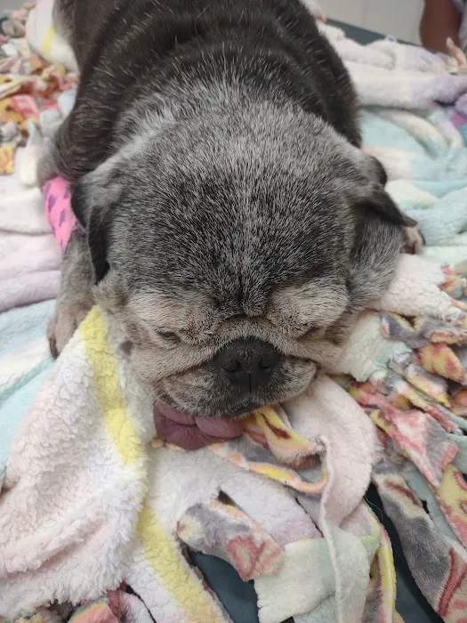 Brookings Animal Hospital Picture 4