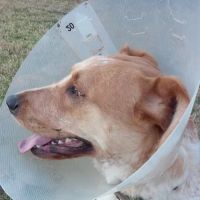 Brookings Animal Hospital ico