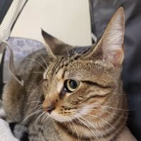 Southern Hills Animal Hospital ico