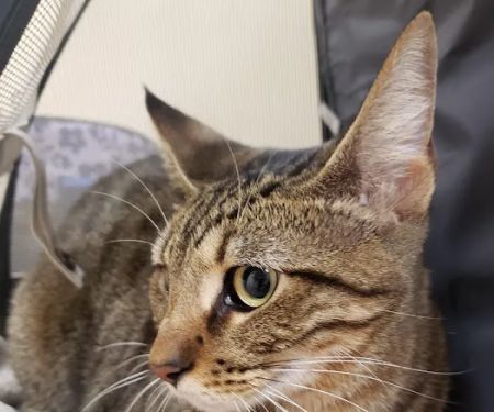Southern Hills Animal Hospital