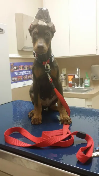 Southern Hills Animal Hospital Picture 10