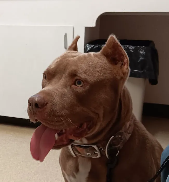 North Shreveport Animal Hospital Picture 5
