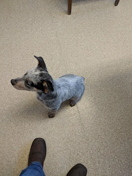 North Shreveport Animal Hospital Picture 10