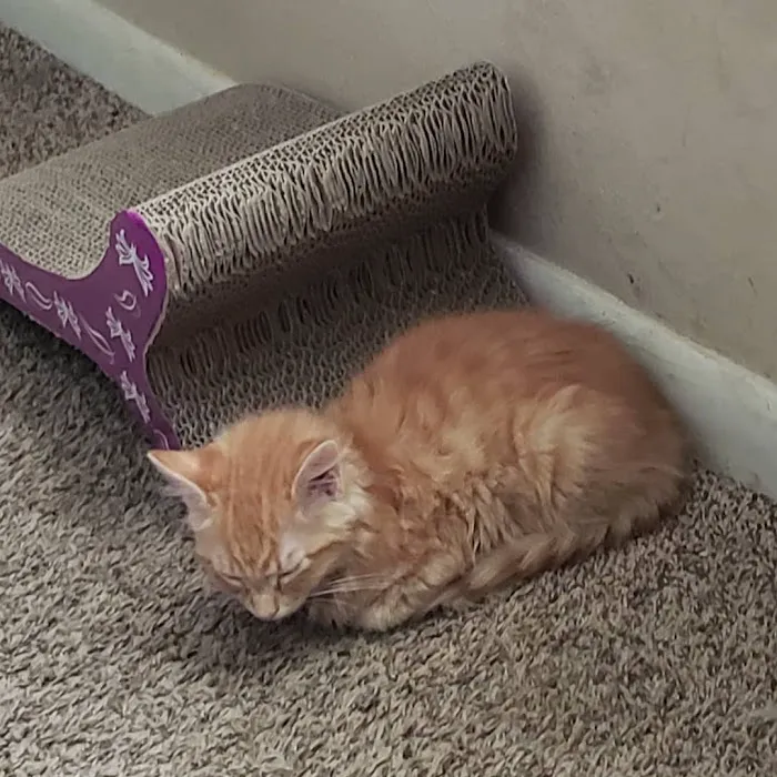 Robinson's Rescue Spay-Neuter Picture 1
