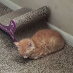Robinson's Rescue Spay-Neuter
