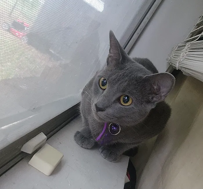 Robinson's Rescue Spay-Neuter Picture 2