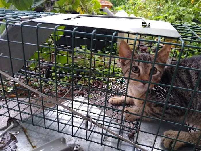 Robinson's Rescue Spay-Neuter Picture 5