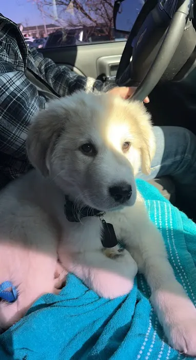 Animal Emergency Clinic Inc. Picture 4