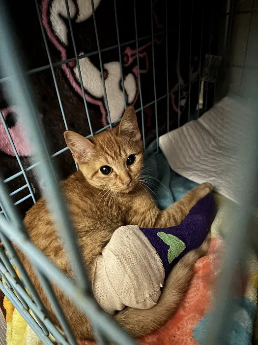 Animal Emergency Clinic Inc. Picture 2