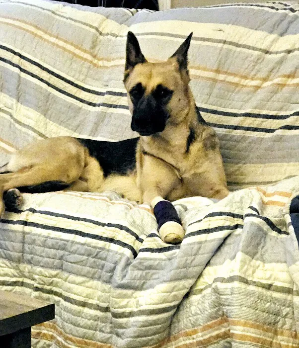 Animal Emergency Clinic Inc. Picture 7