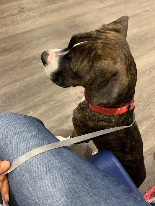 Animal Emergency Clinic Inc. Picture 6
