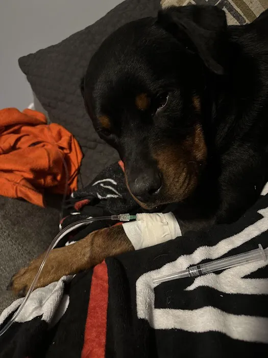 JB Harris DVM Mobile Veterinary Services Picture 4
