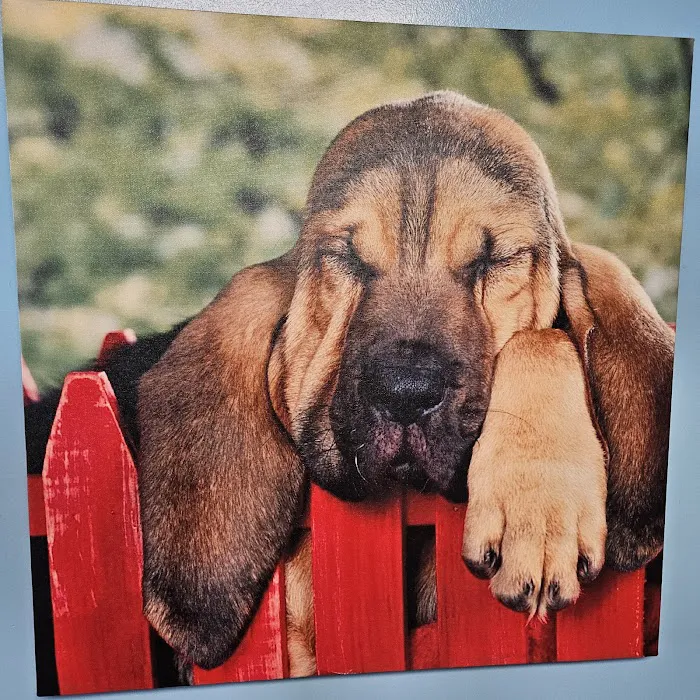 Quad-Cities Animal Hospital Picture 3