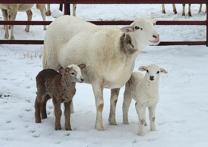 Quad-Cities Animal Hospital Picture 9