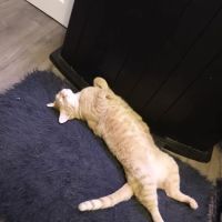 Colbert Animal Clinic ico
