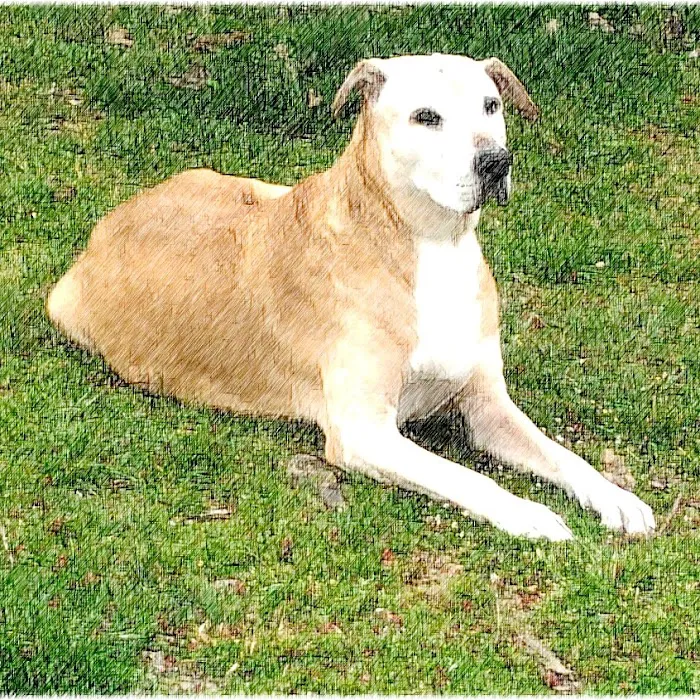 Crocker Animal Hospital Scottsville behind Pizza Hut Picture 10