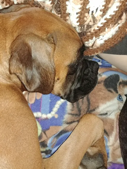 Portland Animal Hospital Picture 1
