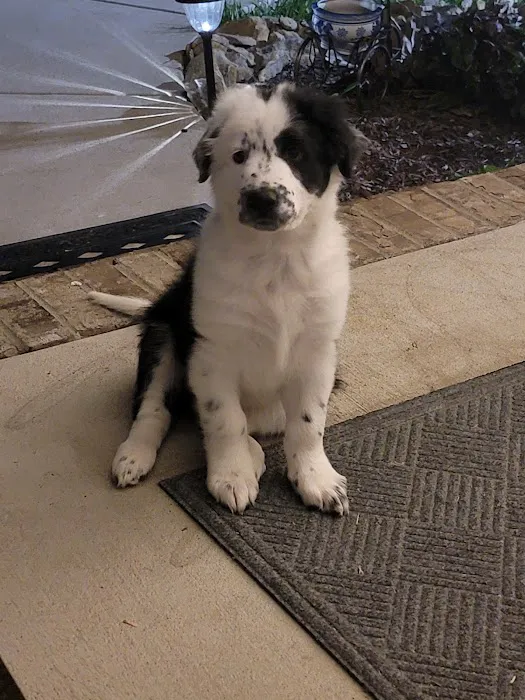 Portland Animal Hospital Picture 4