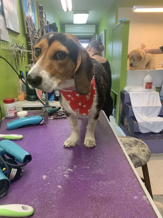 Portland Animal Hospital Picture 8