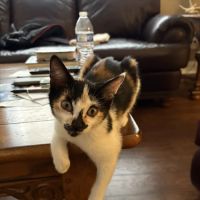 Dalton Animal Care (South) ico
