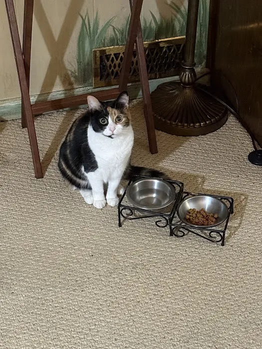Animal Hospital of Whitfield County Picture 3